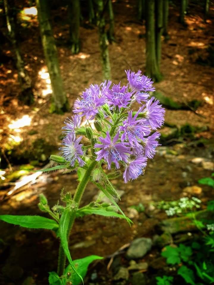 Kamzičí vrch a chata Švýcárna